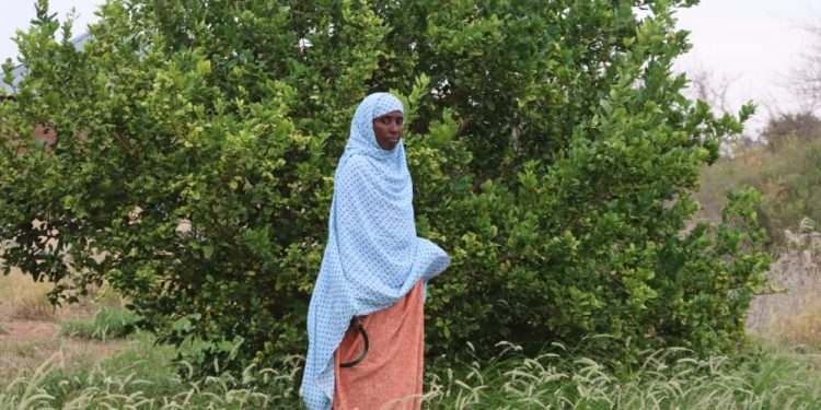 Locals Embrace Farming Opportunities in Wajir County